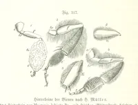 An illustration from Unser Wissen von der Erde. Allgemeine Erdkunde und Länderkunde, herausgegeben unter fachmännischer Mitwirkung von A. Kirchhoff (1886)
