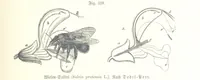 Picture 283 of 497 from Unser Wissen von der Erde. Allgemeine Erdkunde und Länderkunde, herausgegeben unter fachmännischer Mitwirkung von A. Kirchhoff (1886), leaf 829