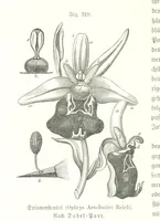An illustration from Unser Wissen von der Erde. Allgemeine Erdkunde und Länderkunde, herausgegeben unter fachmännischer Mitwirkung von A. Kirchhoff (1886)