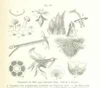 An illustration from Unser Wissen von der Erde. Allgemeine Erdkunde und Länderkunde, herausgegeben unter fachmännischer Mitwirkung von A. Kirchhoff (1886)