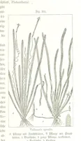 An illustration from Unser Wissen von der Erde. Allgemeine Erdkunde und Länderkunde, herausgegeben unter fachmännischer Mitwirkung von A. Kirchhoff (1886)