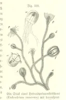 An illustration from Unser Wissen von der Erde. Allgemeine Erdkunde und Länderkunde, herausgegeben unter fachmännischer Mitwirkung von A. Kirchhoff (1886)