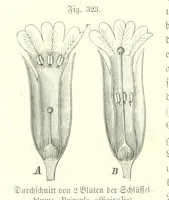 An illustration from Unser Wissen von der Erde. Allgemeine Erdkunde und Länderkunde, herausgegeben unter fachmännischer Mitwirkung von A. Kirchhoff (1886)
