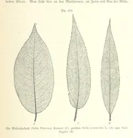 Picture 289 of 497 from Unser Wissen von der Erde. Allgemeine Erdkunde und Länderkunde, herausgegeben unter fachmännischer Mitwirkung von A. Kirchhoff (1886), leaf 837