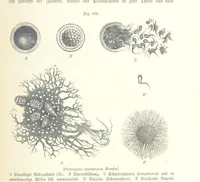 An illustration from Unser Wissen von der Erde. Allgemeine Erdkunde und Länderkunde, herausgegeben unter fachmännischer Mitwirkung von A. Kirchhoff (1886)