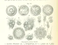 An illustration from Unser Wissen von der Erde. Allgemeine Erdkunde und Länderkunde, herausgegeben unter fachmännischer Mitwirkung von A. Kirchhoff (1886)