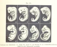 An illustration from Unser Wissen von der Erde. Allgemeine Erdkunde und Länderkunde, herausgegeben unter fachmännischer Mitwirkung von A. Kirchhoff (1886)