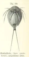 An illustration from Unser Wissen von der Erde. Allgemeine Erdkunde und Länderkunde, herausgegeben unter fachmännischer Mitwirkung von A. Kirchhoff (1886)