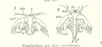 Picture 300 of 497 from Unser Wissen von der Erde. Allgemeine Erdkunde und Länderkunde, herausgegeben unter fachmännischer Mitwirkung von A. Kirchhoff (1886), leaf 878
