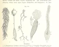 An illustration from Unser Wissen von der Erde. Allgemeine Erdkunde und Länderkunde, herausgegeben unter fachmännischer Mitwirkung von A. Kirchhoff (1886)