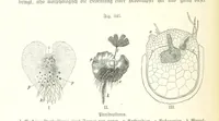 An illustration from Unser Wissen von der Erde. Allgemeine Erdkunde und Länderkunde, herausgegeben unter fachmännischer Mitwirkung von A. Kirchhoff (1886)
