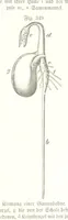 Picture 305 of 497 from Unser Wissen von der Erde. Allgemeine Erdkunde und Länderkunde, herausgegeben unter fachmännischer Mitwirkung von A. Kirchhoff (1886), leaf 883