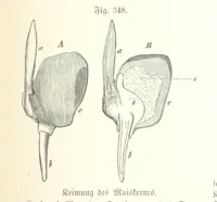 An illustration from Unser Wissen von der Erde. Allgemeine Erdkunde und Länderkunde, herausgegeben unter fachmännischer Mitwirkung von A. Kirchhoff (1886)
