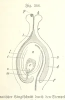 Picture 307 of 497 from Unser Wissen von der Erde. Allgemeine Erdkunde und Länderkunde, herausgegeben unter fachmännischer Mitwirkung von A. Kirchhoff (1886), leaf 883