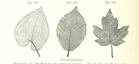An illustration from Unser Wissen von der Erde. Allgemeine Erdkunde und Länderkunde, herausgegeben unter fachmännischer Mitwirkung von A. Kirchhoff (1886)