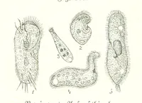 An illustration from Unser Wissen von der Erde. Allgemeine Erdkunde und Länderkunde, herausgegeben unter fachmännischer Mitwirkung von A. Kirchhoff (1886)