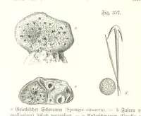 An illustration from Unser Wissen von der Erde. Allgemeine Erdkunde und Länderkunde, herausgegeben unter fachmännischer Mitwirkung von A. Kirchhoff (1886)