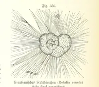 Picture 312 of 497 from Unser Wissen von der Erde. Allgemeine Erdkunde und Länderkunde, herausgegeben unter fachmännischer Mitwirkung von A. Kirchhoff (1886), leaf 888