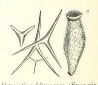 An illustration from Unser Wissen von der Erde. Allgemeine Erdkunde und Länderkunde, herausgegeben unter fachmännischer Mitwirkung von A. Kirchhoff (1886)