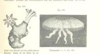An illustration from Unser Wissen von der Erde. Allgemeine Erdkunde und Länderkunde, herausgegeben unter fachmännischer Mitwirkung von A. Kirchhoff (1886)