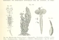 An illustration from Unser Wissen von der Erde. Allgemeine Erdkunde und Länderkunde, herausgegeben unter fachmännischer Mitwirkung von A. Kirchhoff (1886)