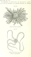 An illustration from Unser Wissen von der Erde. Allgemeine Erdkunde und Länderkunde, herausgegeben unter fachmännischer Mitwirkung von A. Kirchhoff (1886)
