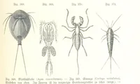 An illustration from Unser Wissen von der Erde. Allgemeine Erdkunde und Länderkunde, herausgegeben unter fachmännischer Mitwirkung von A. Kirchhoff (1886)