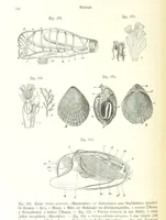 An illustration from Unser Wissen von der Erde. Allgemeine Erdkunde und Länderkunde, herausgegeben unter fachmännischer Mitwirkung von A. Kirchhoff (1886)