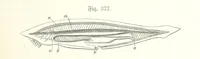Picture 321 of 497 from Unser Wissen von der Erde. Allgemeine Erdkunde und Länderkunde, herausgegeben unter fachmännischer Mitwirkung von A. Kirchhoff (1886), leaf 897