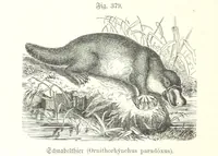 An illustration from Unser Wissen von der Erde. Allgemeine Erdkunde und Länderkunde, herausgegeben unter fachmännischer Mitwirkung von A. Kirchhoff (1886)