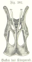 An illustration from Unser Wissen von der Erde. Allgemeine Erdkunde und Länderkunde, herausgegeben unter fachmännischer Mitwirkung von A. Kirchhoff (1886)