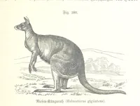 An illustration from Unser Wissen von der Erde. Allgemeine Erdkunde und Länderkunde, herausgegeben unter fachmännischer Mitwirkung von A. Kirchhoff (1886)
