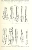 Picture 325 of 497 from Unser Wissen von der Erde. Allgemeine Erdkunde und Länderkunde, herausgegeben unter fachmännischer Mitwirkung von A. Kirchhoff (1886), leaf 901