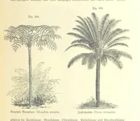 An illustration from Unser Wissen von der Erde. Allgemeine Erdkunde und Länderkunde, herausgegeben unter fachmännischer Mitwirkung von A. Kirchhoff (1886)