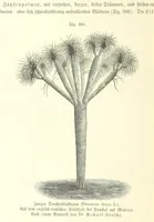 An illustration from Unser Wissen von der Erde. Allgemeine Erdkunde und Länderkunde, herausgegeben unter fachmännischer Mitwirkung von A. Kirchhoff (1886)