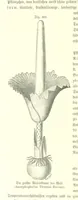 An illustration from Unser Wissen von der Erde. Allgemeine Erdkunde und Länderkunde, herausgegeben unter fachmännischer Mitwirkung von A. Kirchhoff (1886)