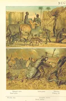 Picture 13 of 24 from Graphic Pictures of Native Life in distant lands, illustrating the typical races of mankind. Depicted by H. Leutemann. With ... text by ... A. Kirchoff [sic]. Translated from the German by G. Philip, Junr., etc (1888), leaf 68