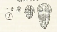 An illustration from Handbuch der Erdkunde (1859)