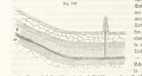 An illustration from Handbuch der Erdkunde (1859)