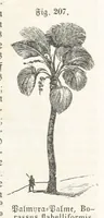 An illustration from Handbuch der Erdkunde (1859)