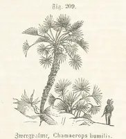 An illustration from Handbuch der Erdkunde (1859)