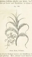 An illustration from Handbuch der Erdkunde (1859)