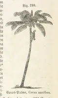 An illustration from Handbuch der Erdkunde (1859)