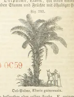 An illustration from Handbuch der Erdkunde (1859)