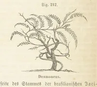 An illustration from Handbuch der Erdkunde (1859)
