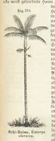 An illustration from Handbuch der Erdkunde (1859)