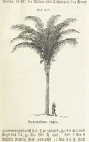 An illustration from Handbuch der Erdkunde (1859)
