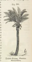 An illustration from Handbuch der Erdkunde (1859)