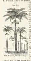 An illustration from Handbuch der Erdkunde (1859)