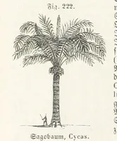 An illustration from Handbuch der Erdkunde (1859)